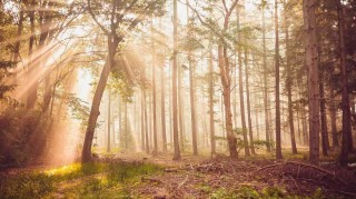 朱婷在意甲联赛单场斩获三十八分